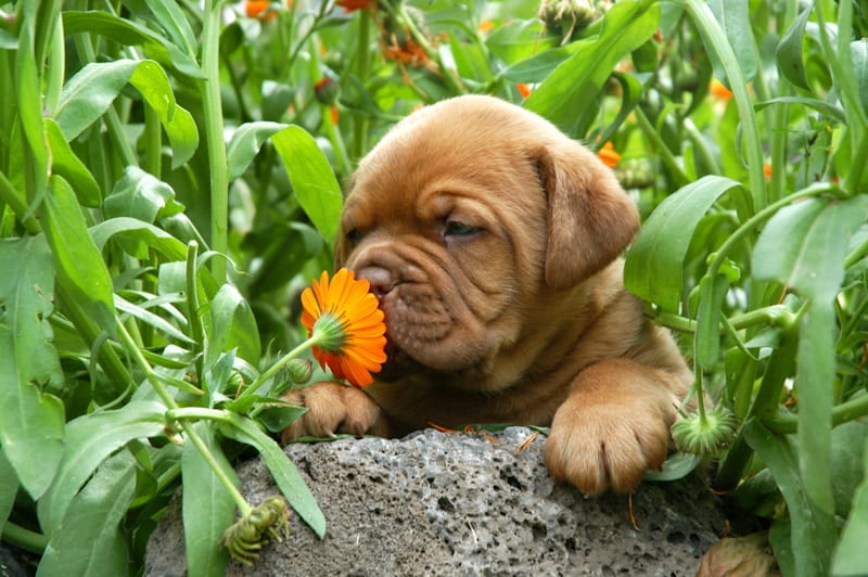 Plants Dogs Hate And Some They Don't But Should (119 To Be Exact) - Dog  House Times