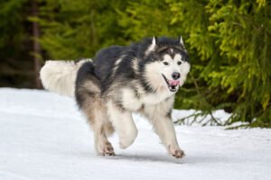 Alaskan Malamute dog breed information.