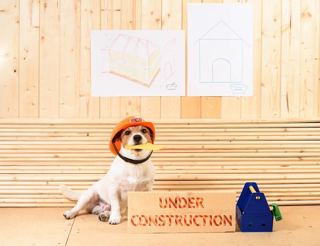 A dog sits ready to help build a dog house foundation. Learn about dog house building at doghousetimes.com.