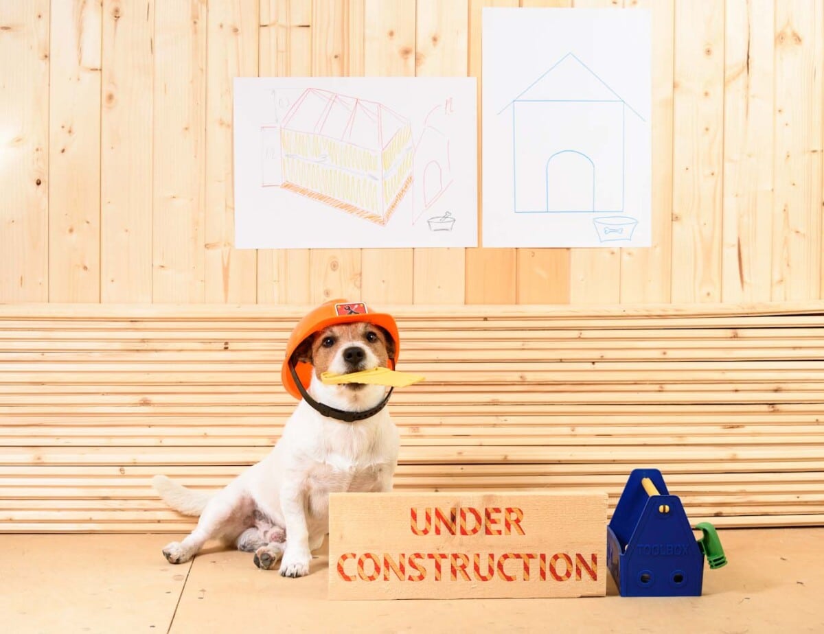 A dog sits ready to help build a dog house foundation. Learn about dog house building at doghousetimes.com.