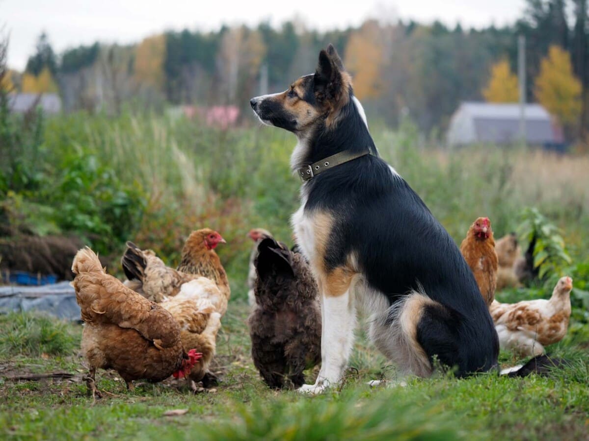 A well-trained dog sits amidst a group of chickens. Learn about dogs with chickens at doghousetime.com.