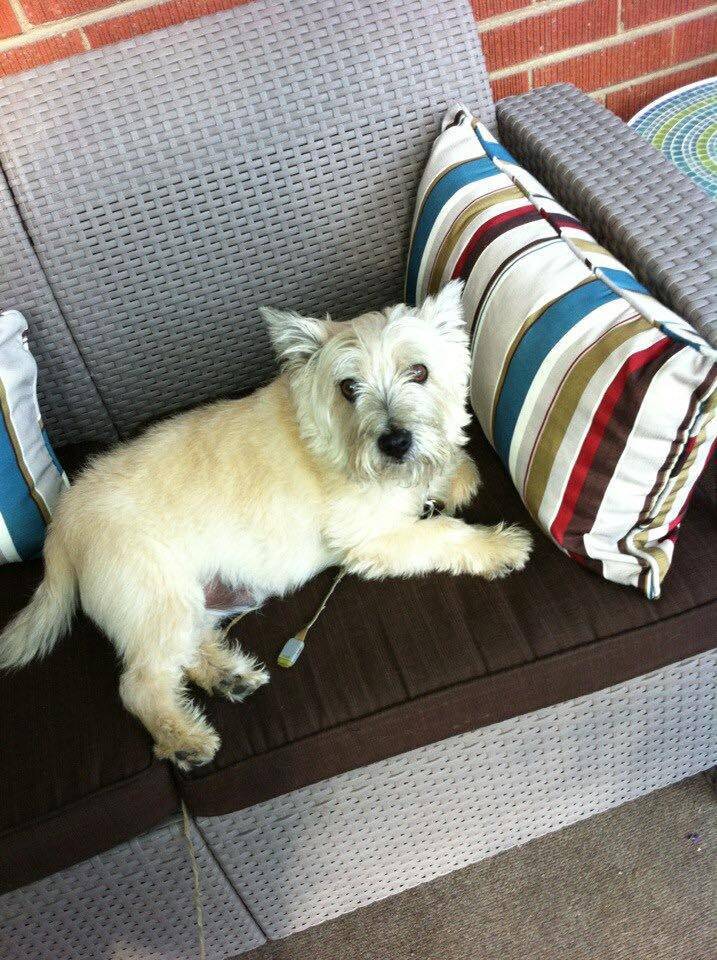 A terrier dog breed on couch