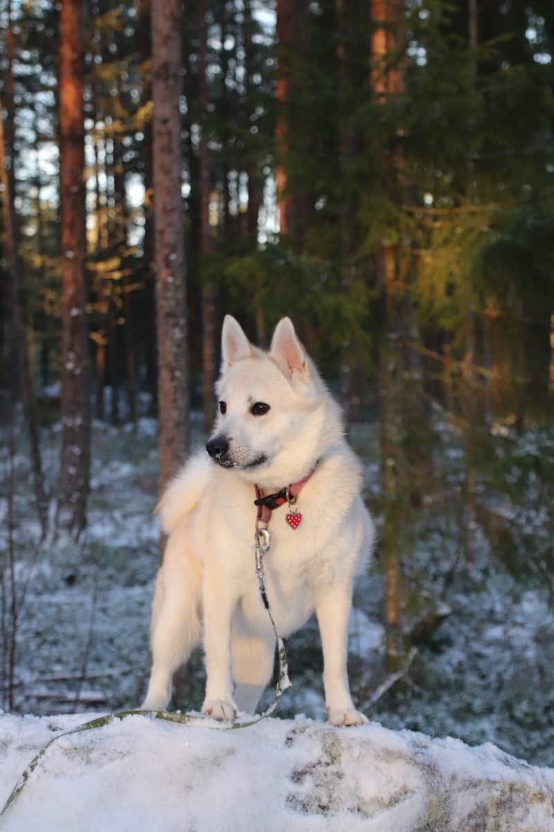 A Norwegian Buhund in the snow