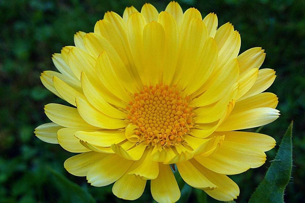 A yellow marigold flower is shown in this file photo.