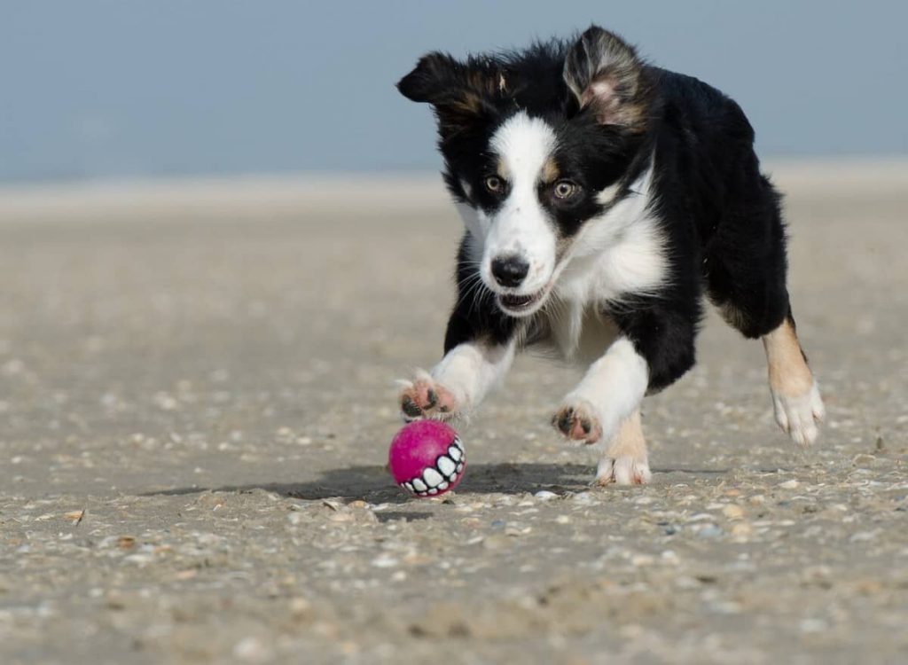 A hyper Border Collie launches after a ball in this file photo.