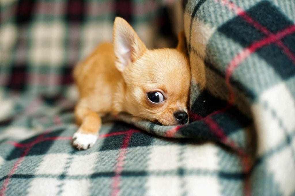 A tiny Chihuahua puppy lays on a flannel covering.