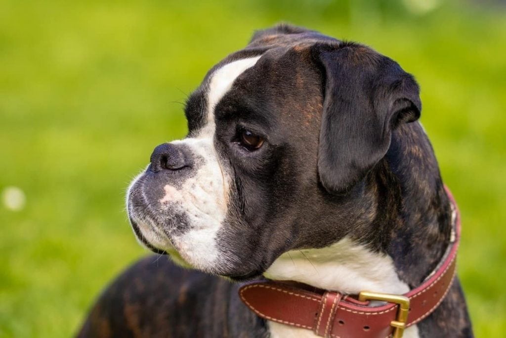A beautiful boxer stands at attention in this file photo.