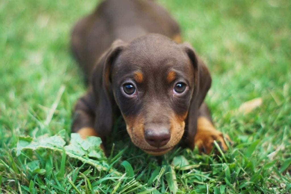 A Dachshund puppy lays in the grass waiting for training commands in this photo.