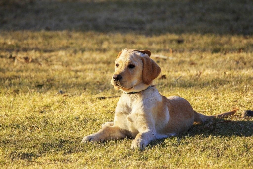 A noble Golden Retriever lays in a grassy area with the sun striking from the dogs front right.