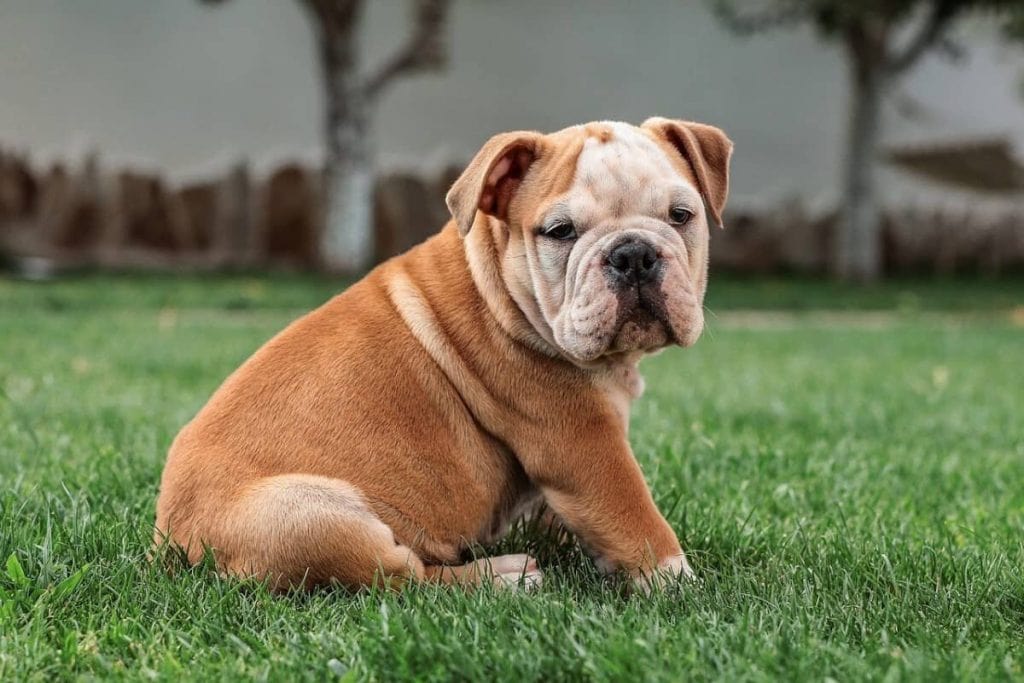 An English Bulldog sits at attention in this file photo.