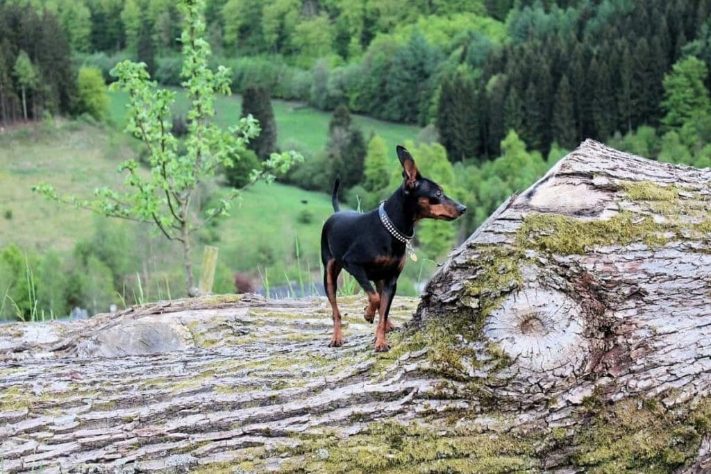 A Miniature Pinscher decides to go log climbing in this file photo.