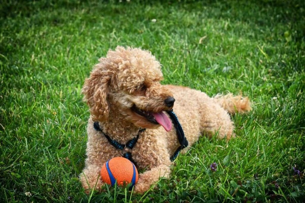 A Poodle lays in the grass with an orange and blue ball in this file photo.