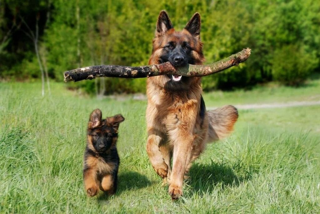 A young and mid-aged German Shepherd pair trot through a field with their latest prize - a large stick!