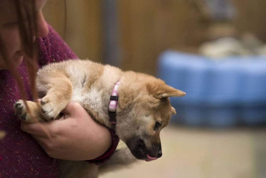 A young Shiba Inu puppy is shown in this file photo.