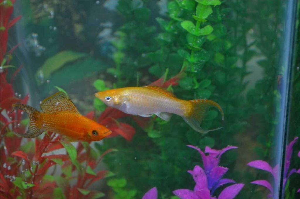 A fish tank with small fish are shown in this file photo.