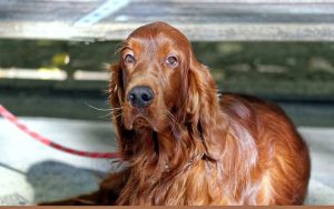 A red irish setter sits with it's slip lead dog leash casually hanging as the dog rests in this photo.