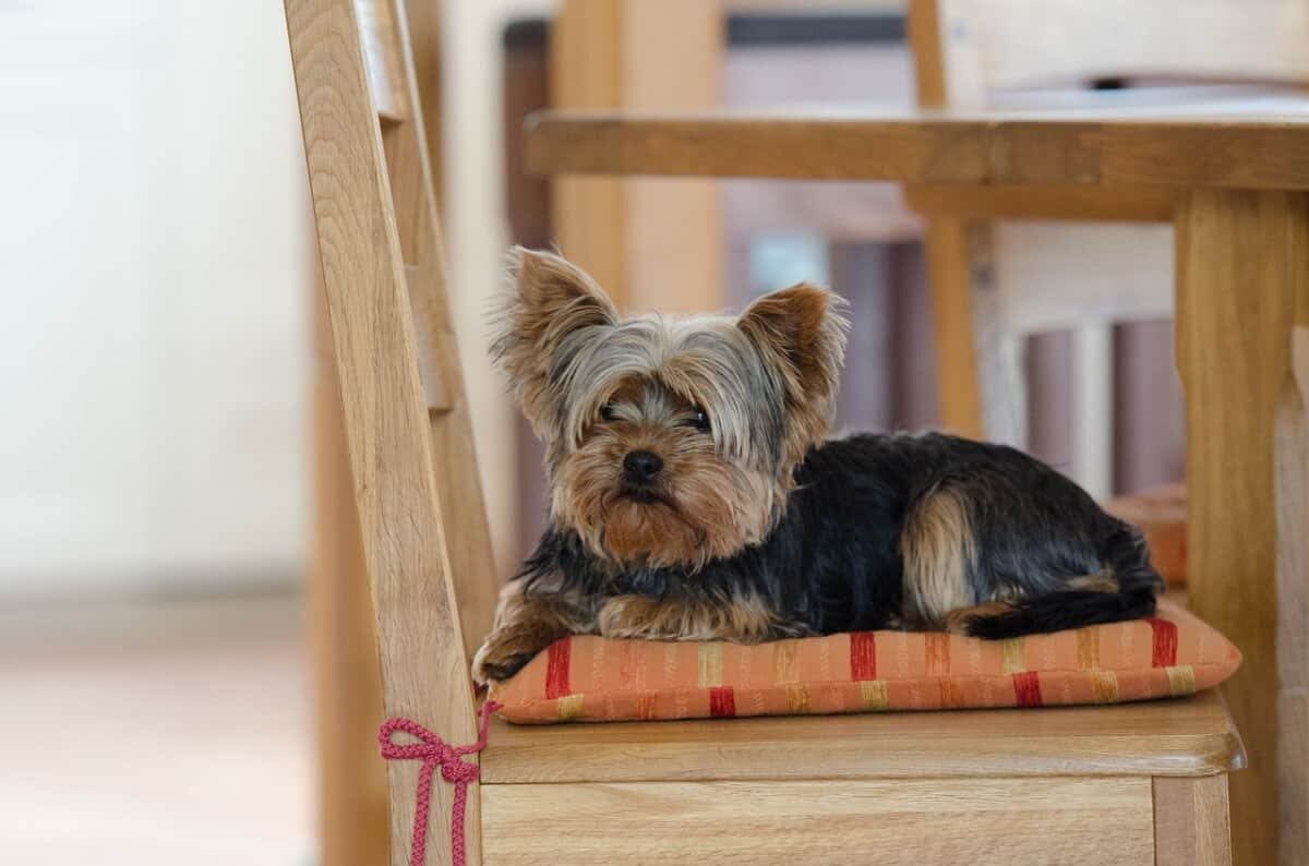 A Yorkie sitting on a kitchen chair