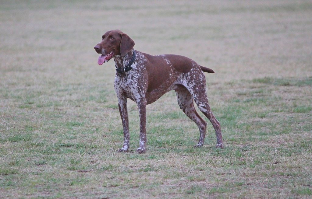 A German shorthaired dog breed