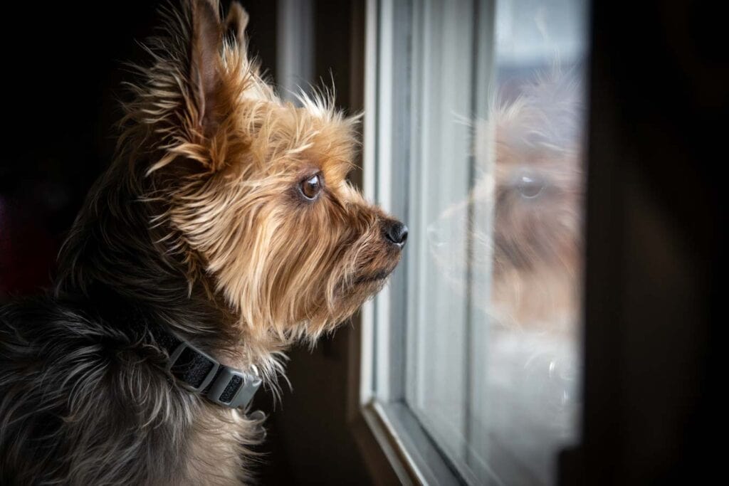 A Yorkie looking out a window