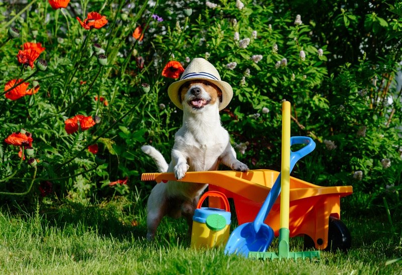 Some dogs love gardens. Learn what plants dogs hate to keep them out.