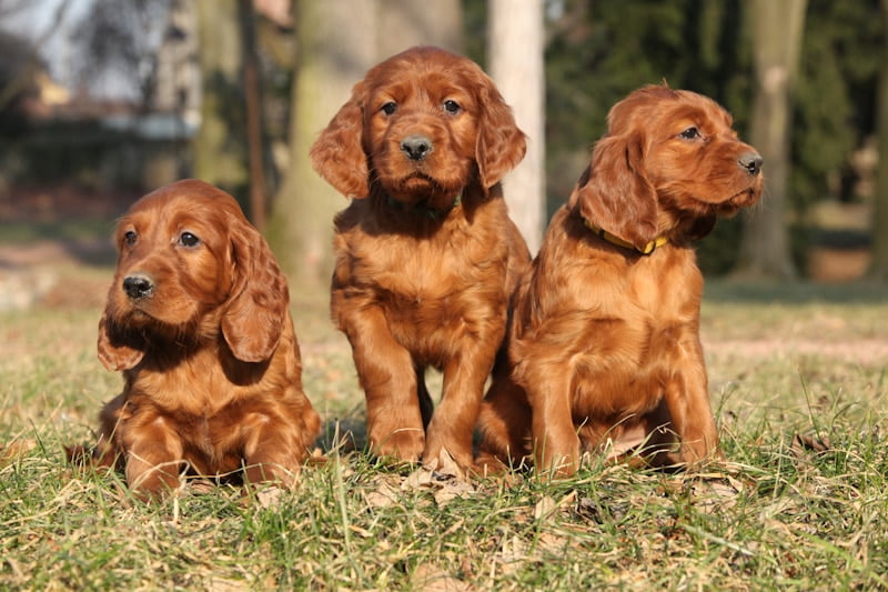 A Setter Puppy trio sit enthusiastically.