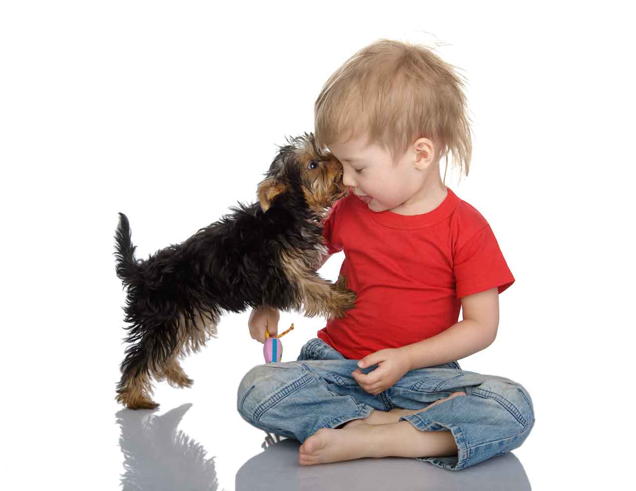 How yorkies show affection. Yorkie giving a little boy a kiss.