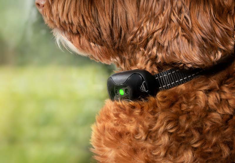 A dog wears a vibration collar for barking training.