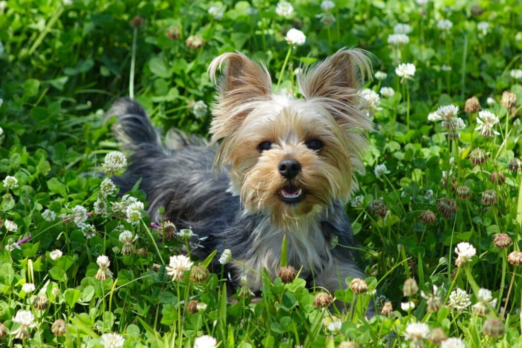 A happy Yorkie sitting in a meadow