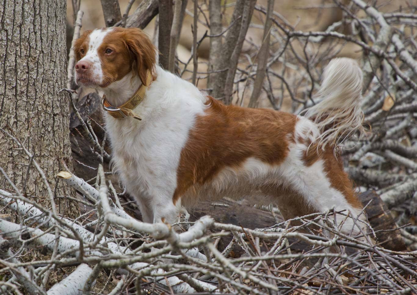 A Brittany dog breed standing alert in between trees