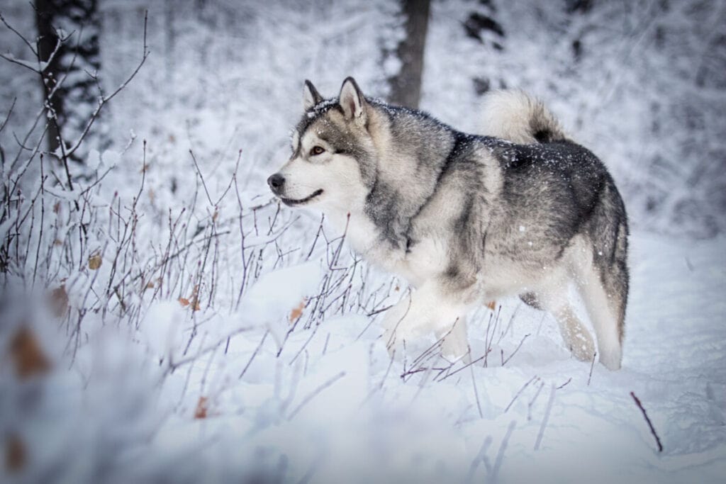 The Alaskan Malamute is one of the few dog breeds that can live outside in colder weather like its cousin, the Husky.