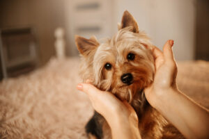 Why are yorkies so cuddly? Find out at DogHouseTimes.com