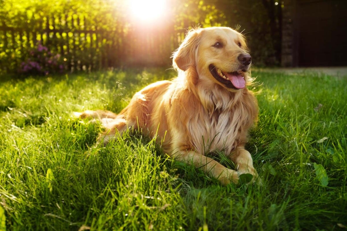 Pointer vs. retriever dogs like this Golden Retriever are explained at DogHouseTimes.com.