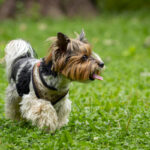 How much do Yorkies cost? Find out at DogHouseTimes.com.