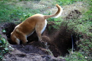 Do dogs remember where they bury bones, or just dig holes everywhere like this dog? Find out at DogHouseTimes.com.