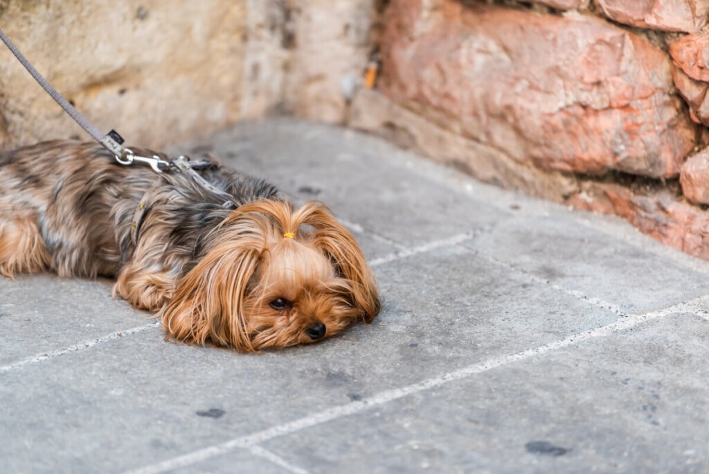 Walking small dogs too much causes issues. Just look at this tired Yorkie after too much walking.