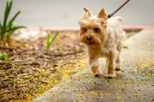 Walking small dogs guide for small breeds like this Yorkie. Learn more at DogHouseTimes.com.