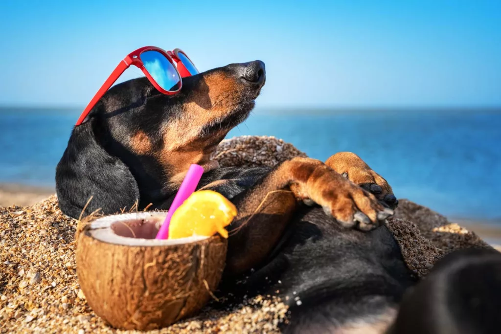 Hot tropical weather can kill a dog, so caution is best. Please keep your dog hydrated in the heat and offer them the shade of a cooled dog house. Find out more at doghousetimes.com.