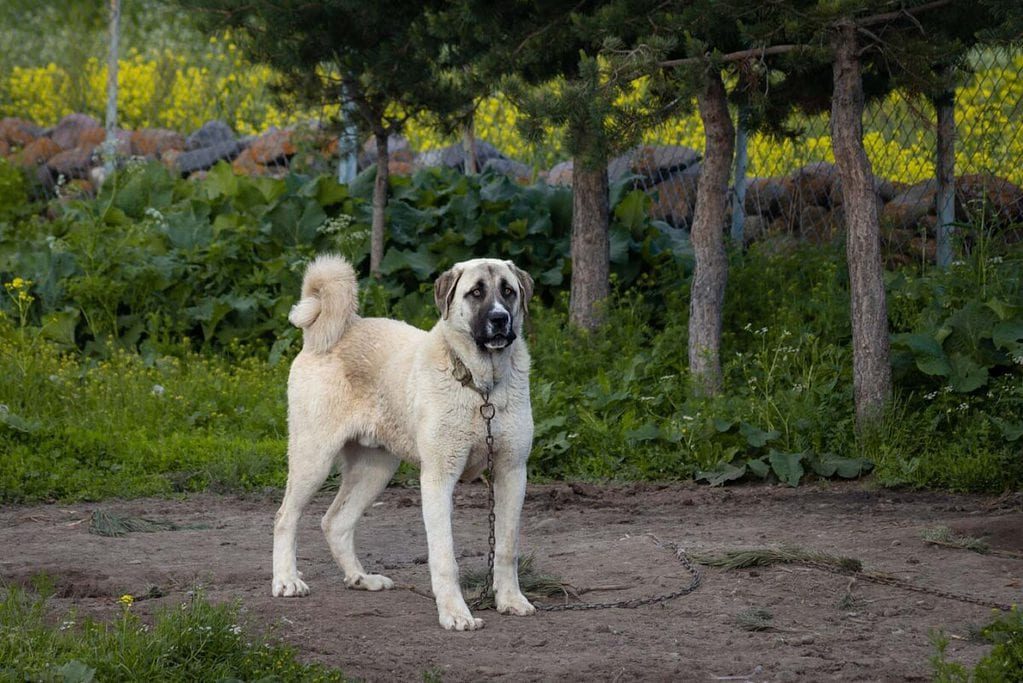 The Kangal is well-known amongst farmers. Learn about this amazing breed at Dog House Times.