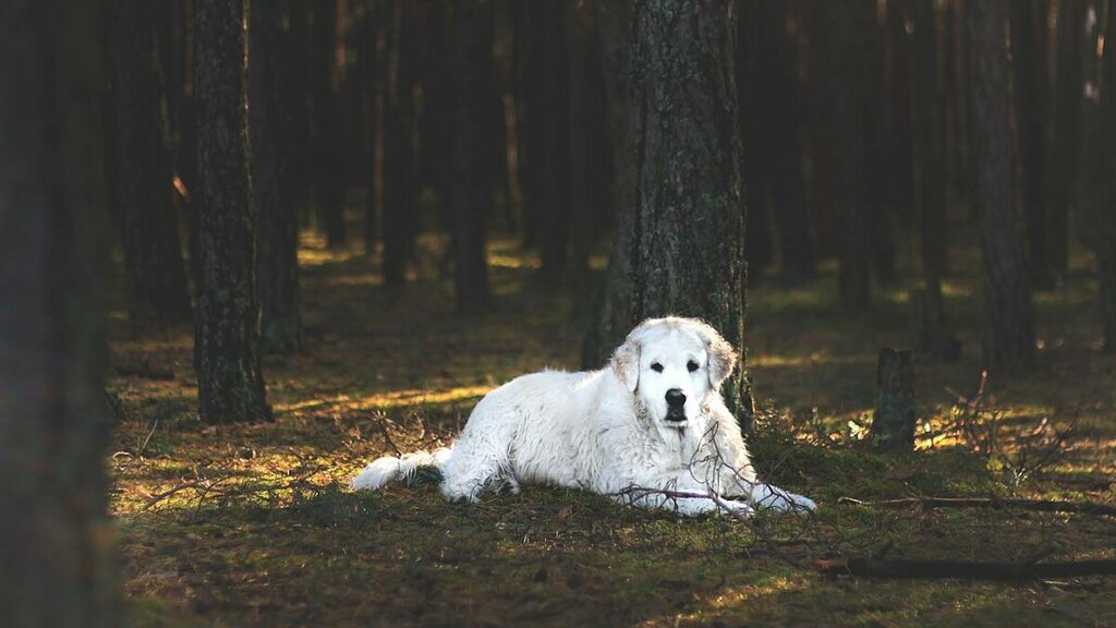 A white Kuvasz dog is lying down on the forest floor. These beautiful dogs make great small farm protectors. Learn more at DogHouseTimes.com.