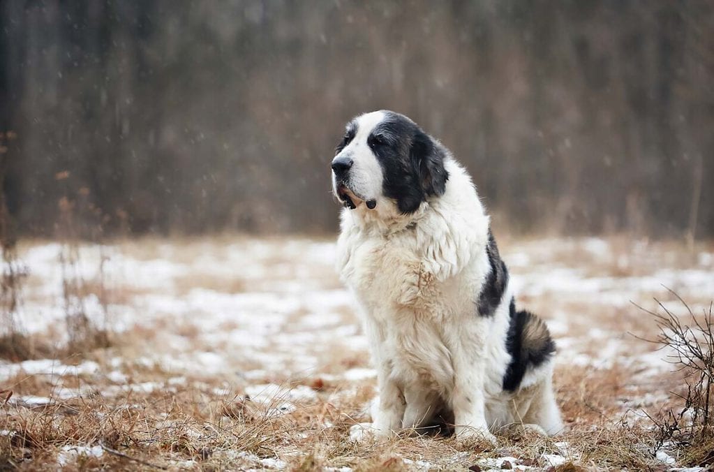 A Pyrenean Mastiff sits outside on a cold morning. Learn about the Pyrenean Mastiff at DogHouseTimes.Com.