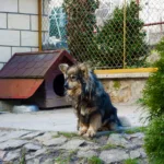 A dog sits outside on a concrete pad acting as a foundation for the dog house. Learn about dog house concrete foundations at Dog House Times.