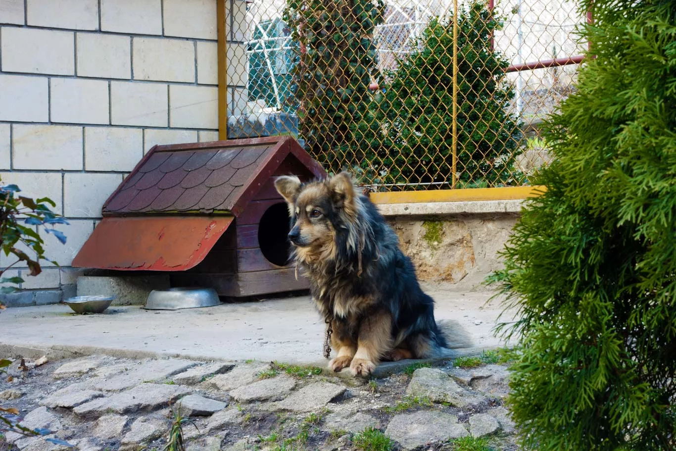 A dog sits outside on a concrete pad acting as a foundation for the dog house. Learn about dog house concrete foundations at Dog House Times.