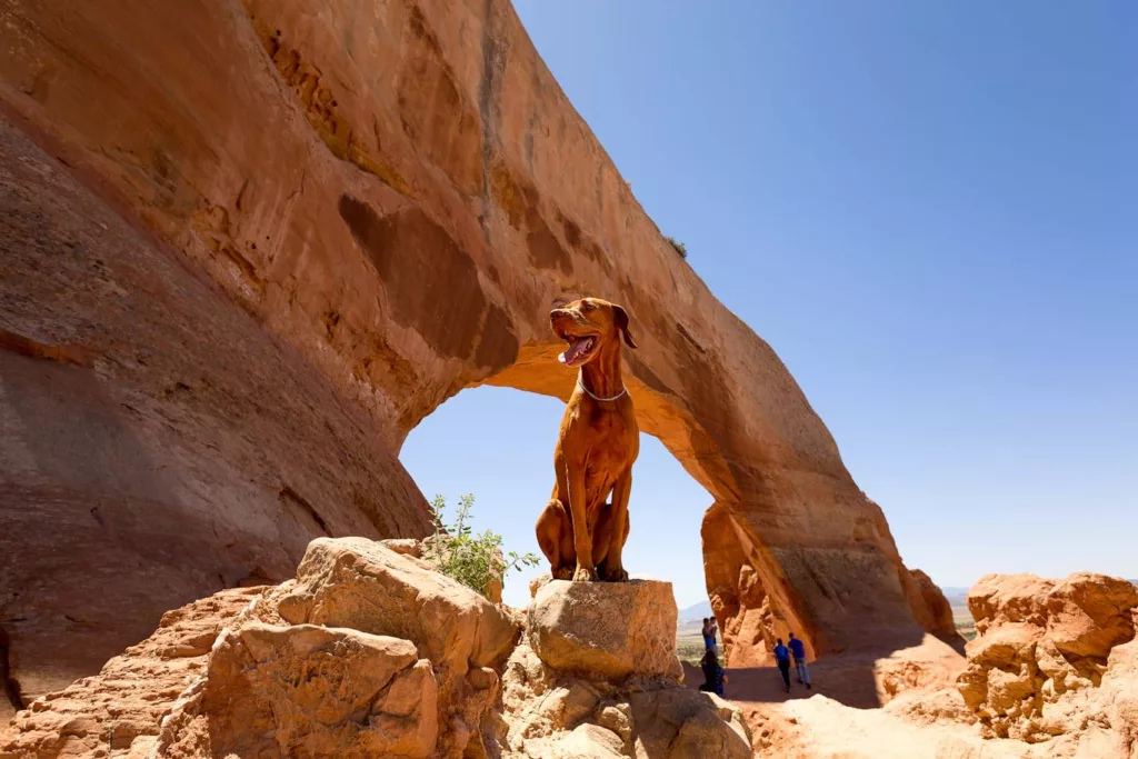 A dog stands in the desert. Hot and dry climates can kill a dog from too much heat, just like a person. Learn how to protect your dog at doghousetimes.com.
