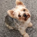 Kiki, our Yorkie, may she rest in peace.